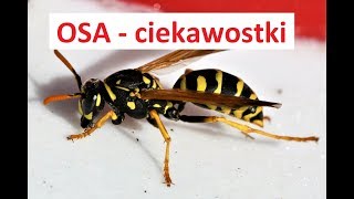 OSA  - ciekawostki