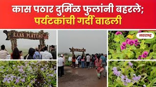 SATARA | अखेर कास पठार दुर्मिळ फुलांनी बहरले; पर्यटकांची गर्दी वाढली @NavaRashtra