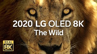 2020 LG OLED 8K l  The Wild 8K HDR 60fps