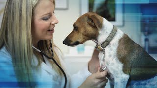 How Your Dog Can Donate Blood