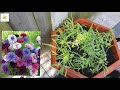 planting cornflowers bachelor buttons in patio container~ growing cornflowers part 2