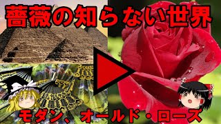 Zakkuri【ゆっくり解説】薔薇の世界について