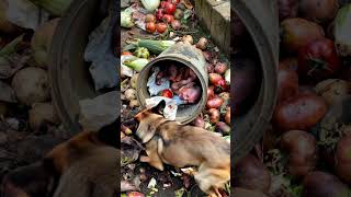 A Dog's Heroic Moment: Saving a Baby from the Trash – You Won't Believe It! #HeroicDog #BabyRescue