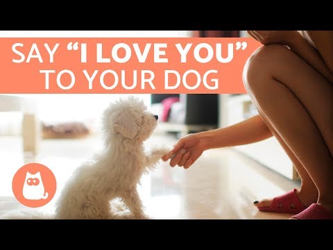 7 Ways to Tell a Dog You Love Them 7 Ways to Tell a Dog You Love Them