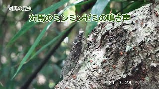 対馬のミンミンゼミの鳴き声 210728