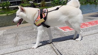 大きな公園で散歩する白柴アンズ