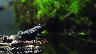 Bombina Variegata - Yellow-bellied toads - Vuoristokellosammakot