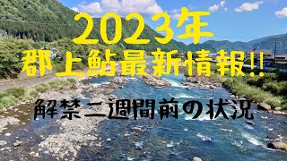 2023年郡上鮎最新情報。二週間前の川の状況。