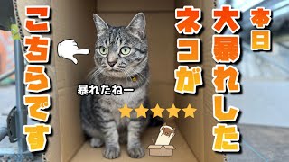 【10/30】元気がありすぎた農家ネコたち🐈‍⬛🐈【農園生活ダイジェスト】