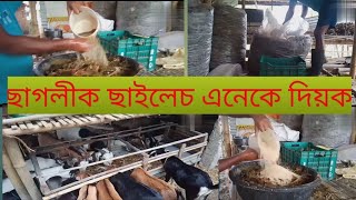 ছাগলীক সাইলেচ কেনেকৈ খুৱাৱ .nath goat farming.