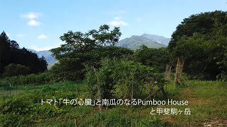 トマト｢牛の心臓」と南瓜のなるPumboo Houseと甲斐駒ケ岳