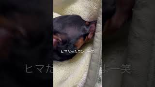 ミニピンのハムです😁待ちくたびれたワンよ笑 #ミニチュアピンシャー #dog #ミニピン #ミニピンなしでは生きて行けません会 #犬のいる暮らし