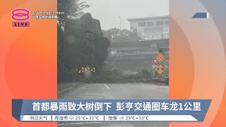 首都暴雨致大树倒下 彭亨交通圈车龙1公里【2024.06.01 八度空间华语新闻】