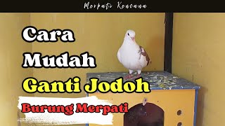 CARA MUDAH GANTI JODOH BURUNG MERPATI