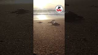 Why baby turtle release is not quite often? #shorts