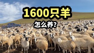 内蒙姑娘家拥有1600只羊，那这些羊过冬需要多少费用？