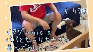 パパとはサカナのぬいぐるみでも普通に遊ぶイタグレｍｉｓｉａ(ミーシャ)【生後490日】【うちの子423日目】【イタリアングレーハウンド】【パピーズママ出身】【2021年5月17日生まれ】