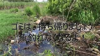 琵琶湖のゴミ