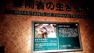 オオアタマガメ　Platysternon megacephalum世界淡水魚園水族館 アクア・トト ぎふ World FreshWater Aquarium Aquatotto Gifu