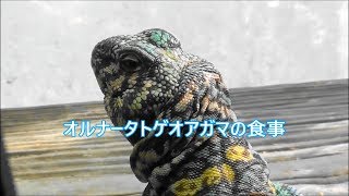 オルナータトゲオアガマ(Uromastyx ornata)の食事