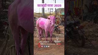 ★ खरसुंडी यात्रा । Khillar Maharashtrachi Shaan 2025