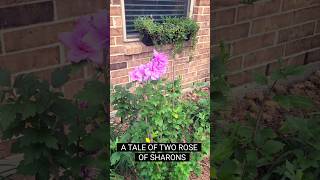 Rose of Sharon Purple Althea in Spring #garden #spring #backyard #hibiscus #gardening #landscape