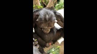 チンパンジーとブロッコリー20210411／Chimpanzees eat the donated broccoli. Taken on April 11, 2021.