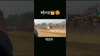 मोठा सोन्या आणि वादळ तुफानी फेरा #song #new #love #religion #sandy #bailgadi #bull #vlogs #cow