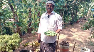 കോവലിന് ഈ ലായനി  ഇങ്ങനെ കൊടുത്താൽ വർഷങ്ങളോളം ആദായം എടുക്കാം