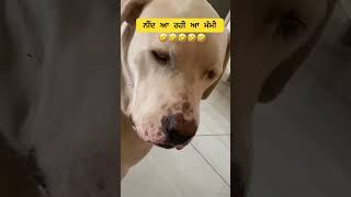 ਇੱਕ ਵਾਰ ਵੀਡੀਓ  ਵੇਖੋ 😁😂😂😂#dog #funny y