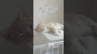 眠くて目付きが悪いバナナ #shorts #猫 #子猫 【マンチカン×サイベリアン】