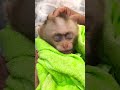 little monkey kubi is sleeping monkey kubi