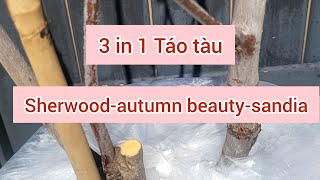 Táo tàu 3 trong 1-Jujube 3 in 1-sherwood+sandia+autumn beauty từ Rydan Gardener