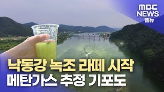 낙동강 녹조 라떼 시작 메탄가스 추정 기포도(2023.6.21/뉴스투데이/MBC경남)