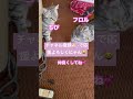 ニャンズからのお願い😸 猫 cat かわいい もふもふ 癒し ブリーダー 里猫 アメショ アメリカンショートヘア shorts 動画も見てほしいにゃ🥺共有歓迎✨🤗✨