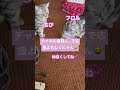 ニャンズからのお願い😸 猫 cat かわいい もふもふ 癒し ブリーダー 里猫 アメショ アメリカンショートヘア shorts 動画も見てほしいにゃ🥺共有歓迎✨🤗✨