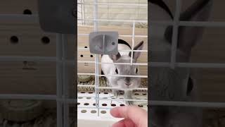 ケージのドアを開ける時のうさぎがシンプルに可愛い #うさぎ #ネザーランドドワーフ #pet #bunny