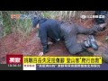 【獨家】挑戰百岳失足扭傷腳　登山客「爬行自救」｜三立新聞台