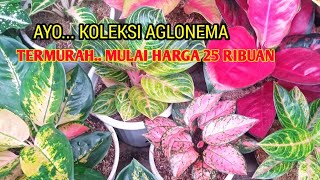 KOLEKSI AGLONEMA RUMPUN TERMURAH...HARGA MULAI 25 RIBUAN SAJA...?