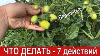 Все причины ВЕРШИННОЙ гнили томата