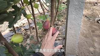 无花果裂果问题让人“头疼”3个预防方案告诉您，问题大大减轻！