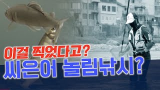 씨은어 놀림낚시 아시는 분? 수중 장면 전격공개 #씨은어 #놀림낚시 #nature