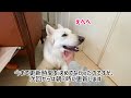 【ホワイトシェパード】れおの毎日　お知らせだよ。動画更新時間を朝7時に変更します！引き続きよろしくお願いします！！【お知らせ】