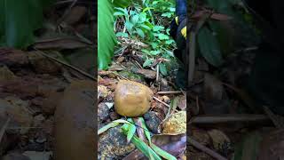 IS It Yelllow crystal Quartz ? Cracking Rock stone for Hidden Gems