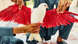 Humara Khubsurat Lucky Kabootar 🐦 II Rangeeli  And Jack Friendship I Haveli Ke Ronqain Vlog