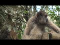 Scientist on quest to save Americas' biggest monkey