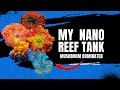 8 month update on my mushroom dominated nano reef tank!