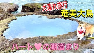 犬連れ旅in奄美大島③ 必見のハートロック Trip to AMAMI-Island, Kagoshima with corgi【コーギー犬モナ084】