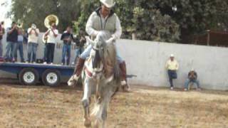 Caballo bailador cocorit sonora