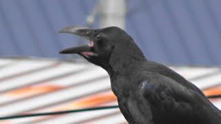 ハシブトガラスの鳴き声　　嘴太鴉　Large-billed Crow